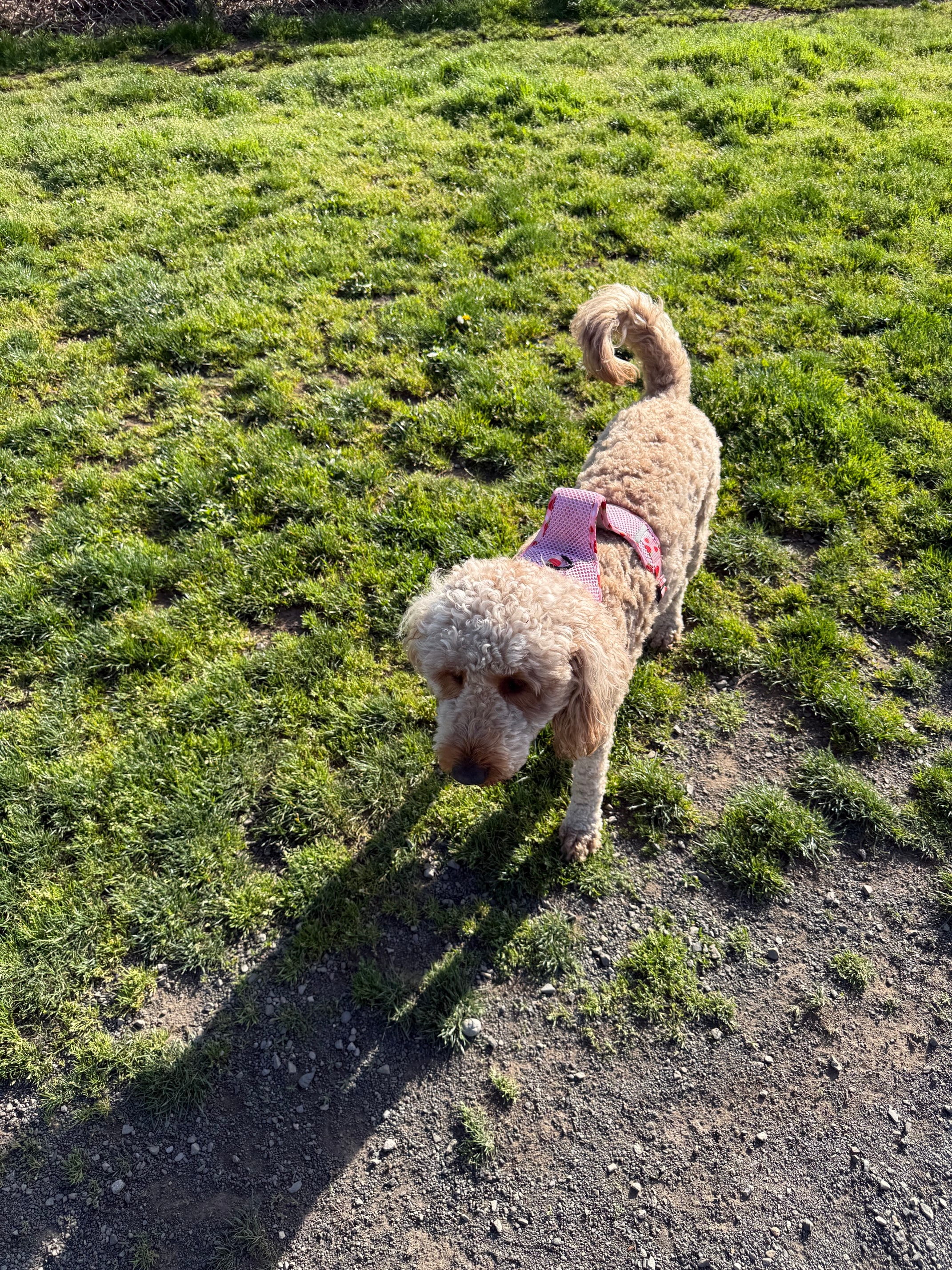 Naly wearing a pink harness outdoors on grass