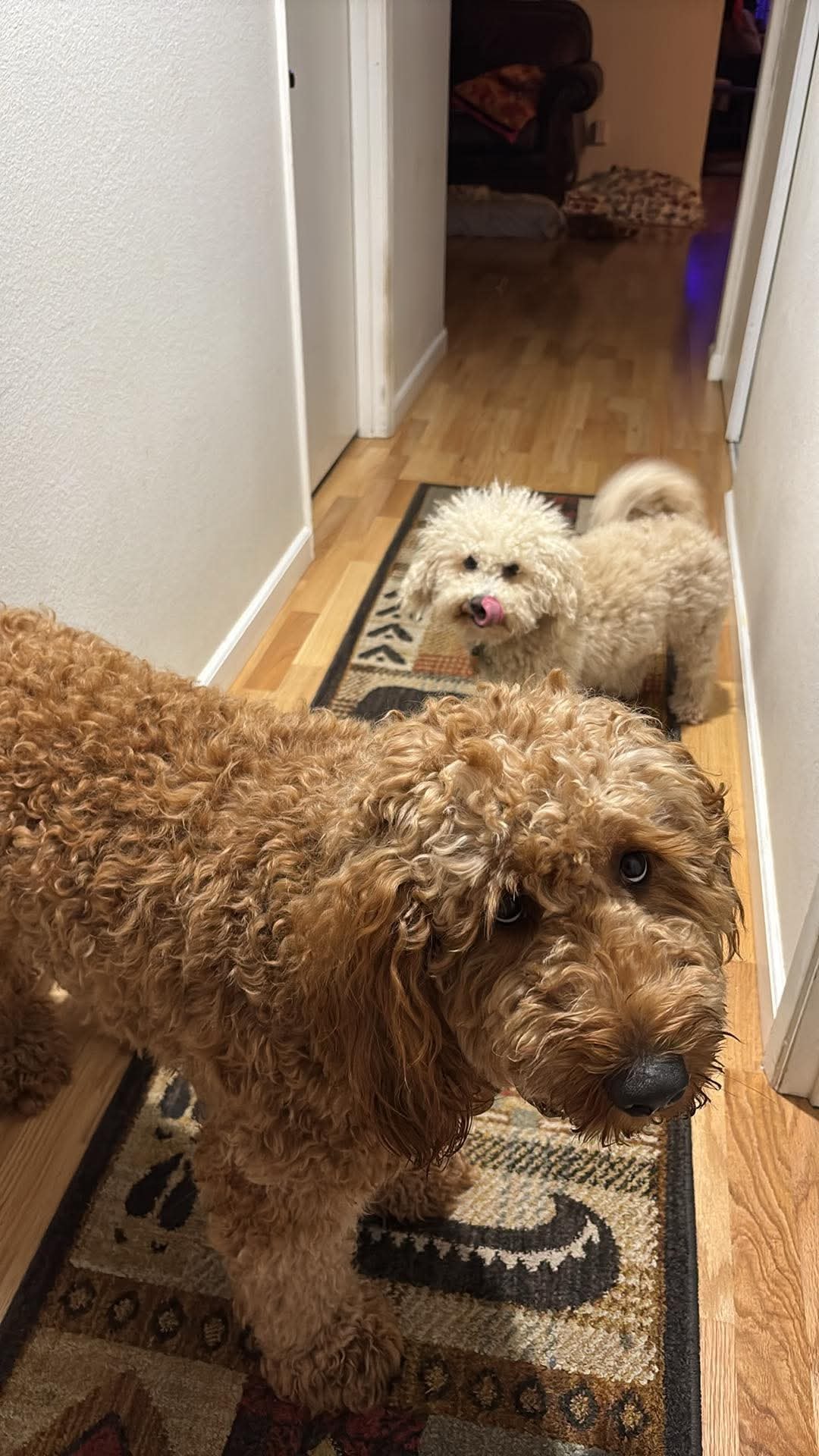Naly and Webster standing together in a home hallway