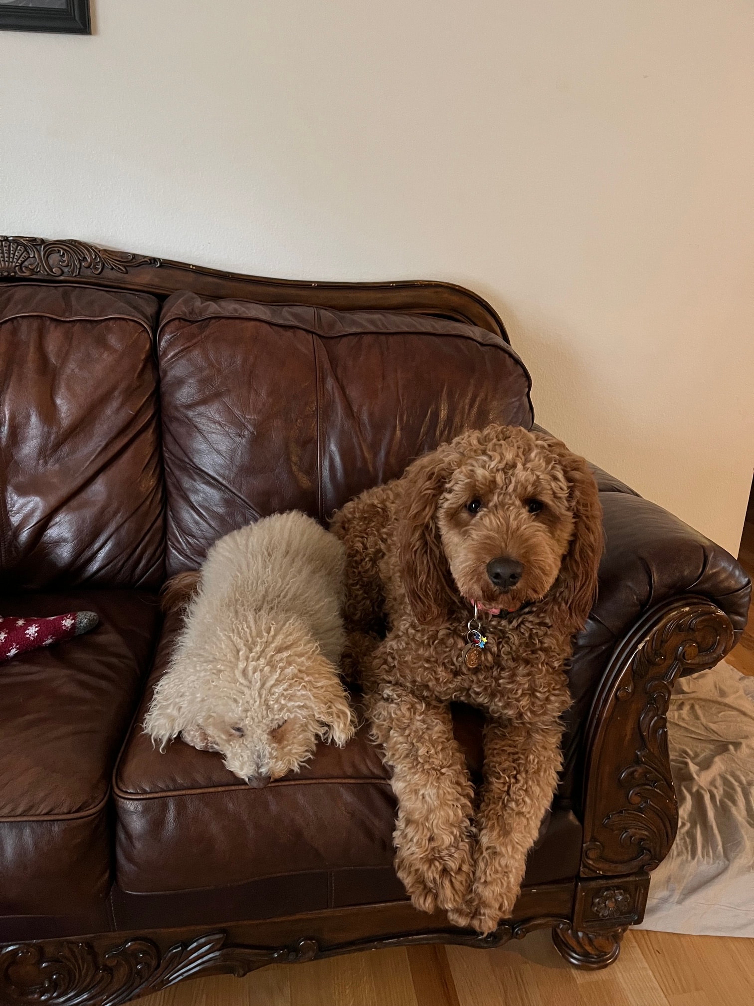 Naly and Webster resting together on a leather chair