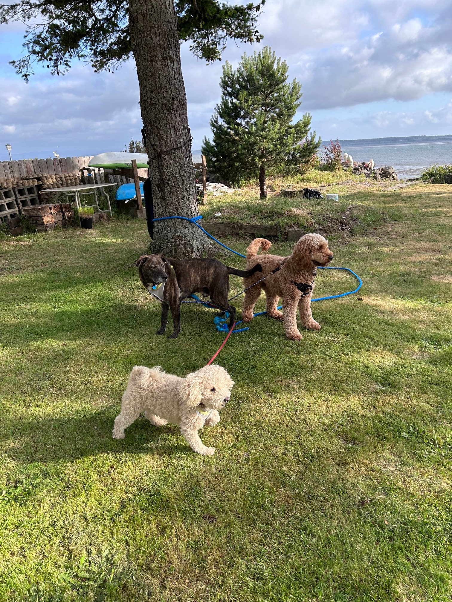 Naly and Webster playing outdoors near the water with another dog