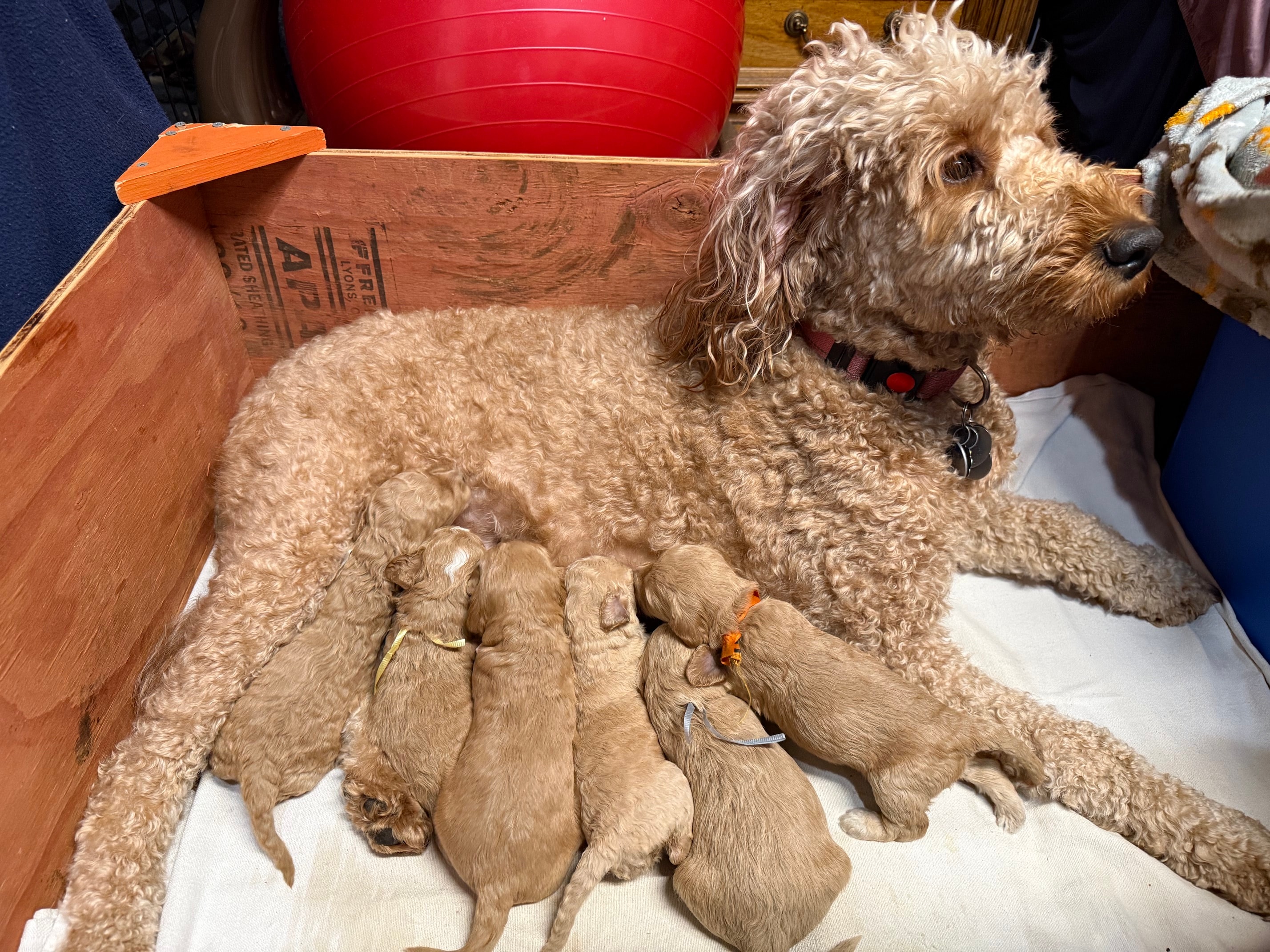 Naly resting with her newborn puppies