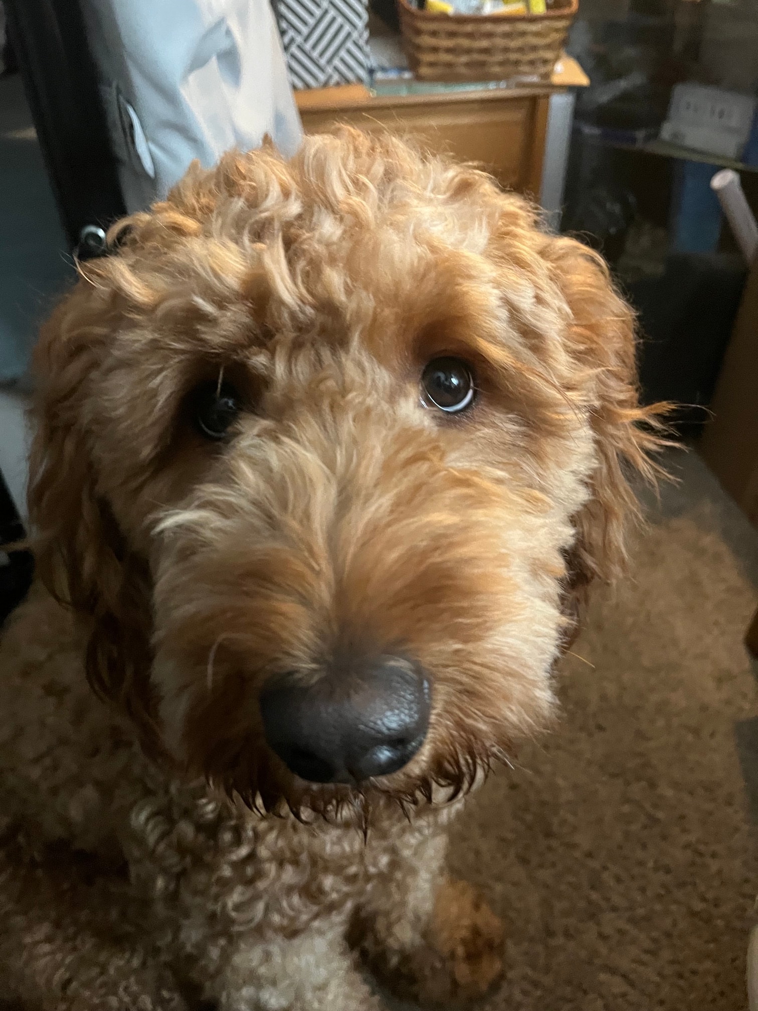 Close-up portrait of Webster indoors