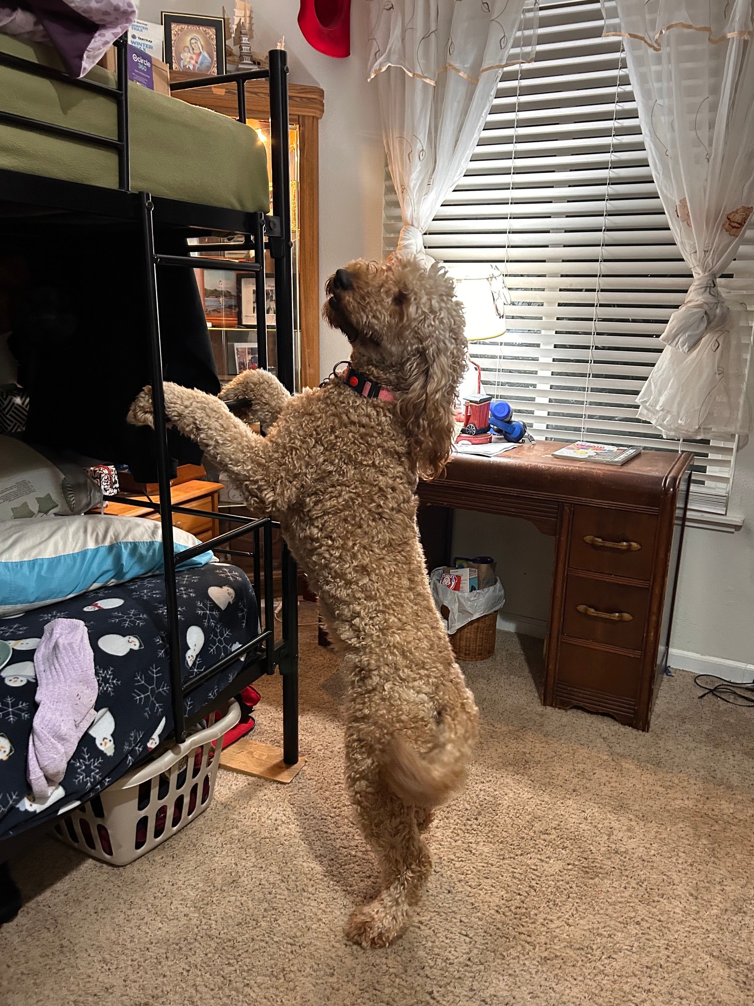 Webster standing indoors
