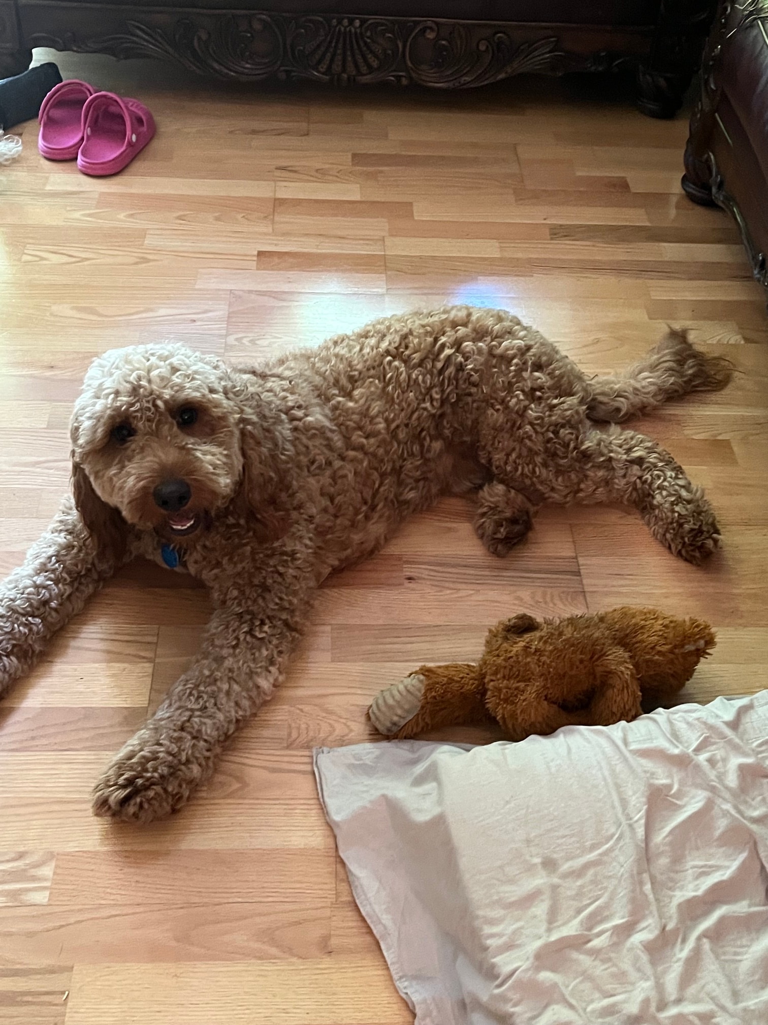 Webster resting on a wooden floor beside a stuffed bear